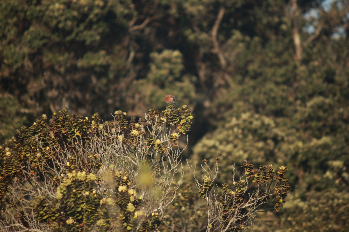 Apapane - ML639398709