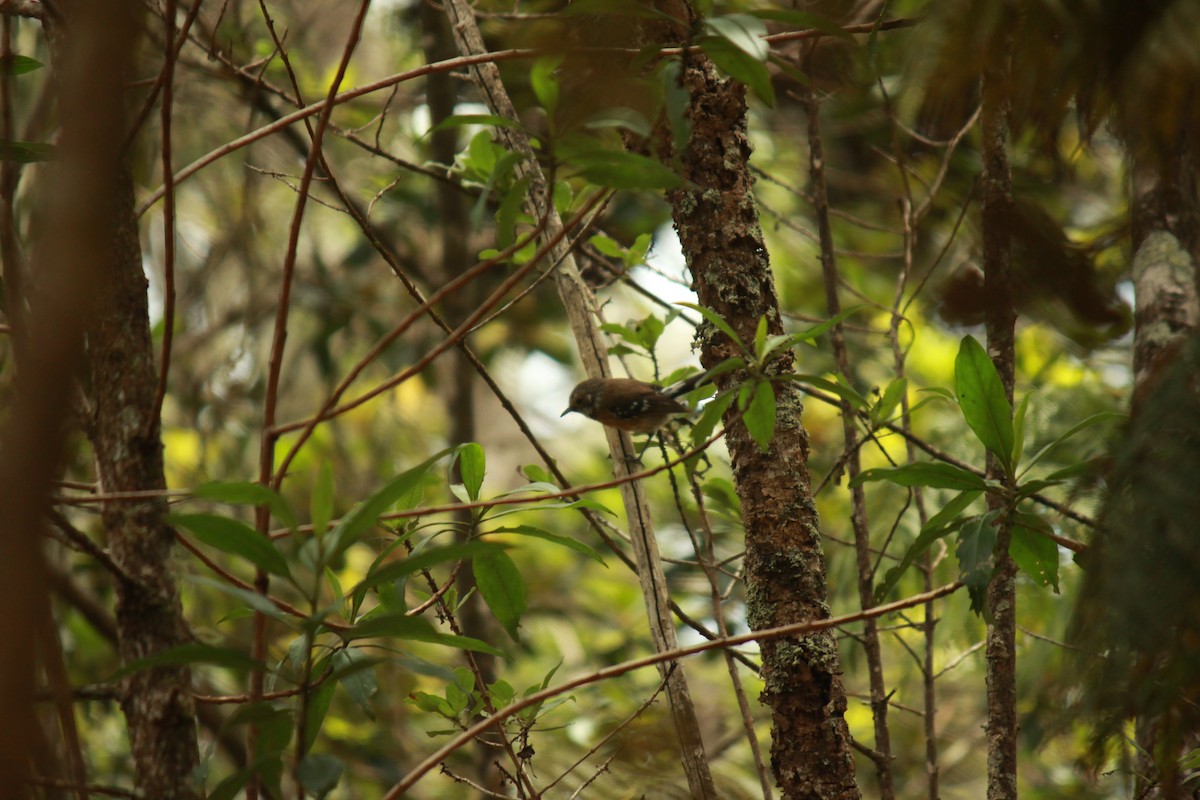 Hawaii Elepaio - ML639398760