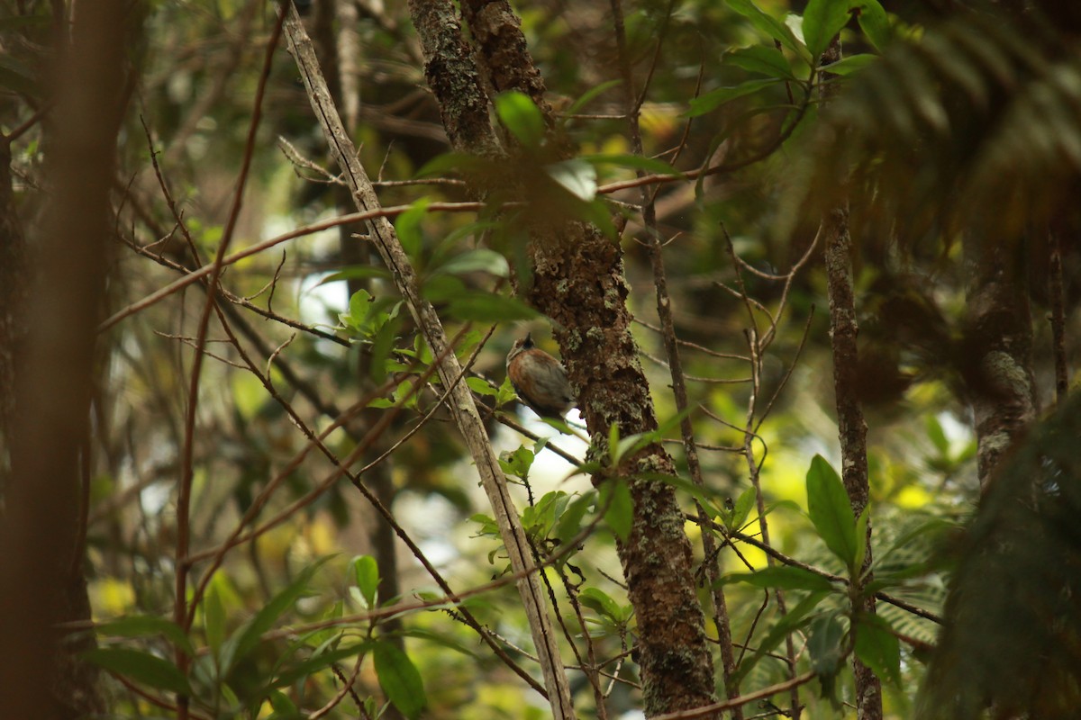 Hawaii Elepaio - ML639398761