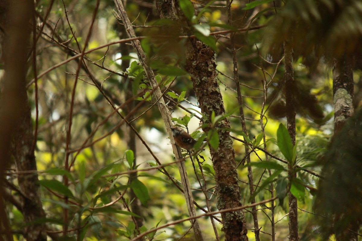 Hawaii Elepaio - ML639398762