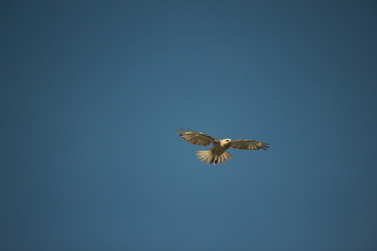 Hawaiian Hawk - ML639398788