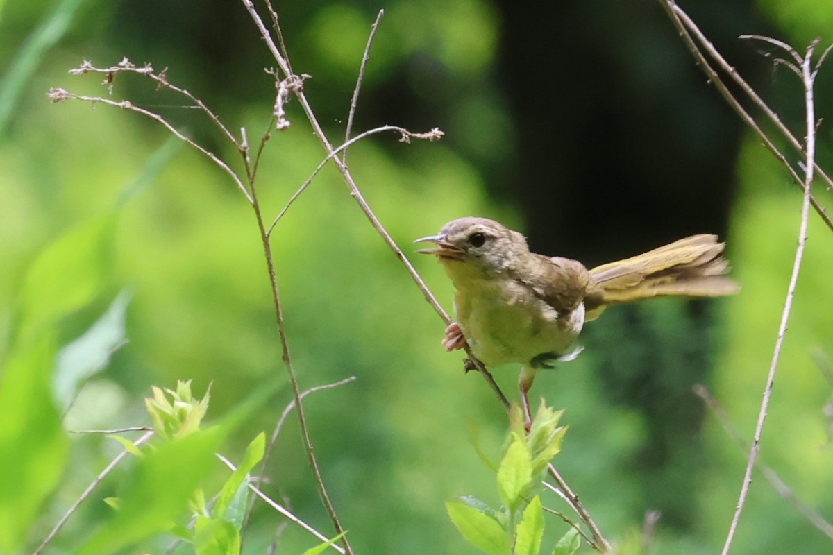 Common Yellowthroat - ML639398804