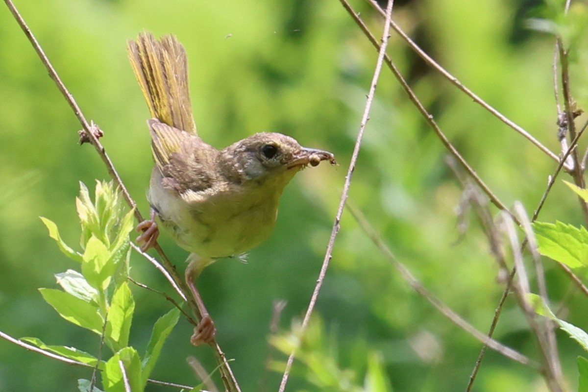 Common Yellowthroat - ML639398814