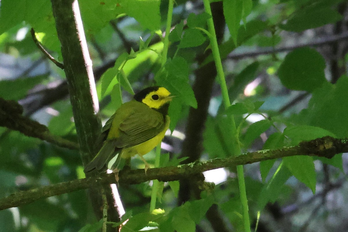 Hooded Warbler - ML639398827