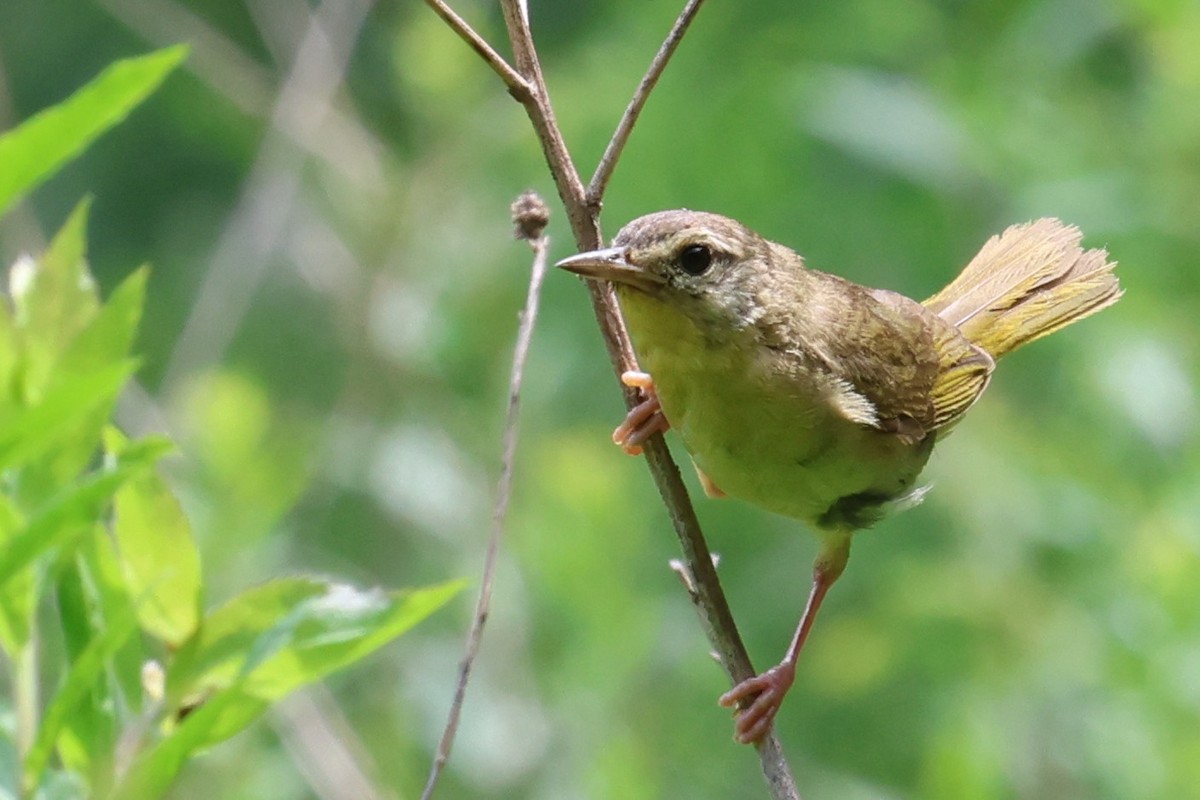Common Yellowthroat - ML639398843
