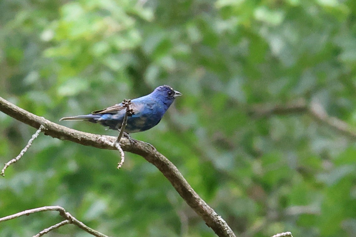 Indigo Bunting - ML639398855