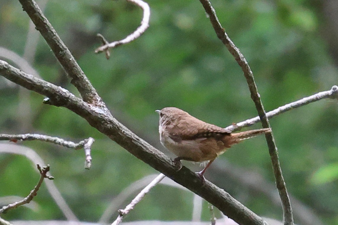 Northern House Wren - ML639398890