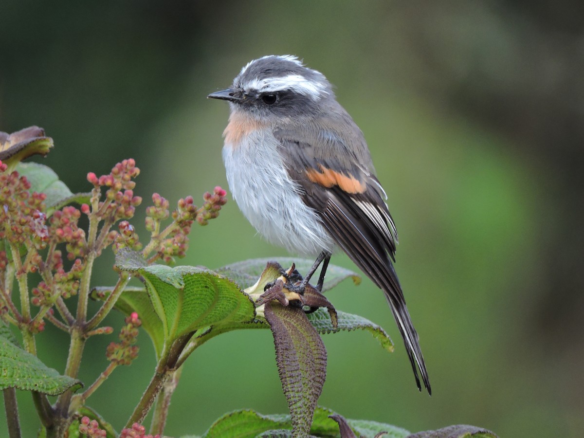 Rufous-breasted Chat-Tyrant - Edwin Munera