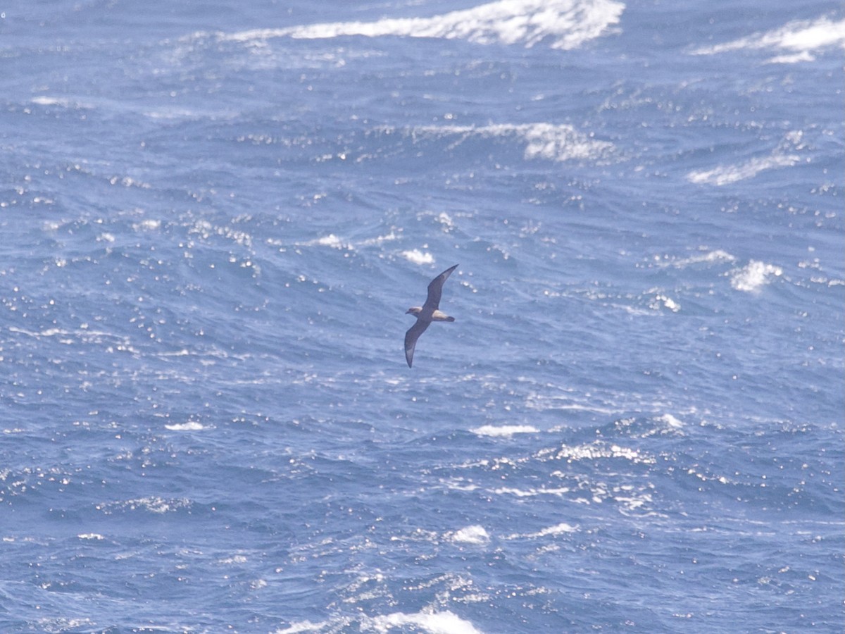 Murphy's Petrel - ML639399005