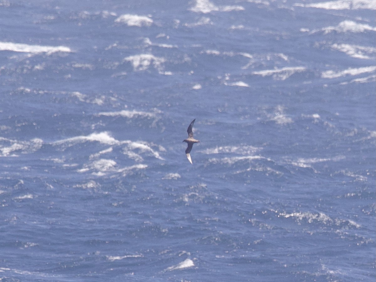 Murphy's Petrel - ML639399006