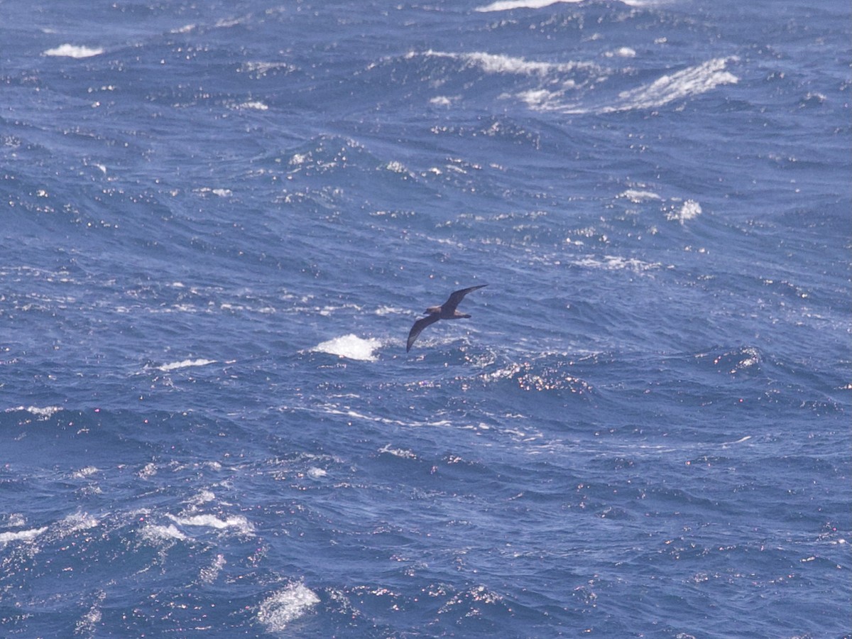Murphy's Petrel - ML639399008