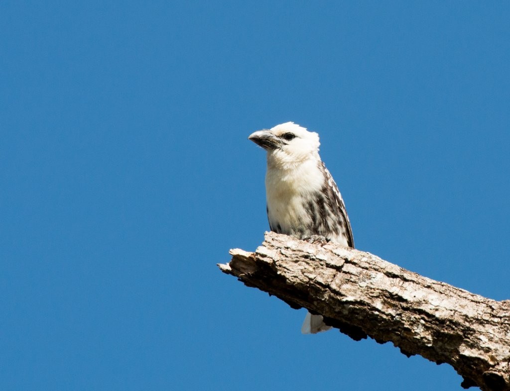 White-headed Barbet - ML63939901