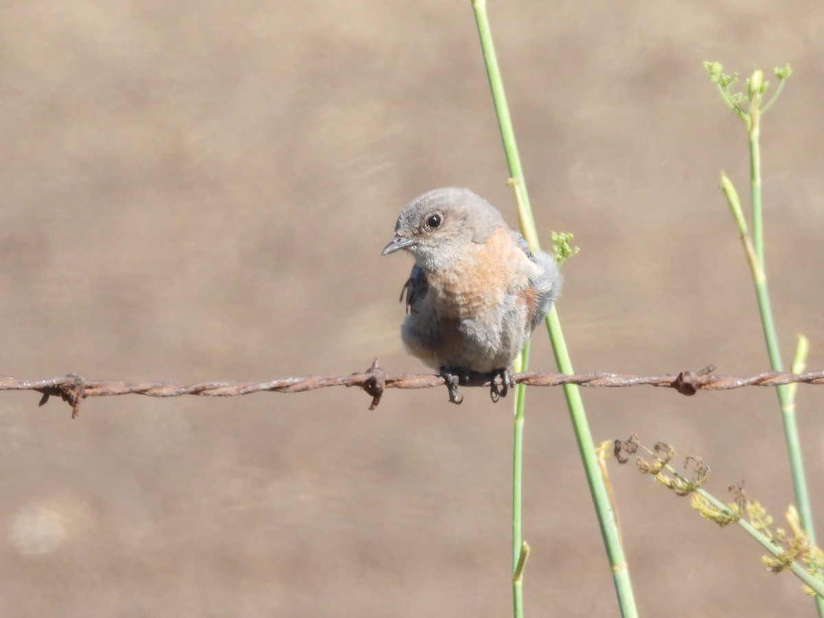 Western Bluebird - ML639399031