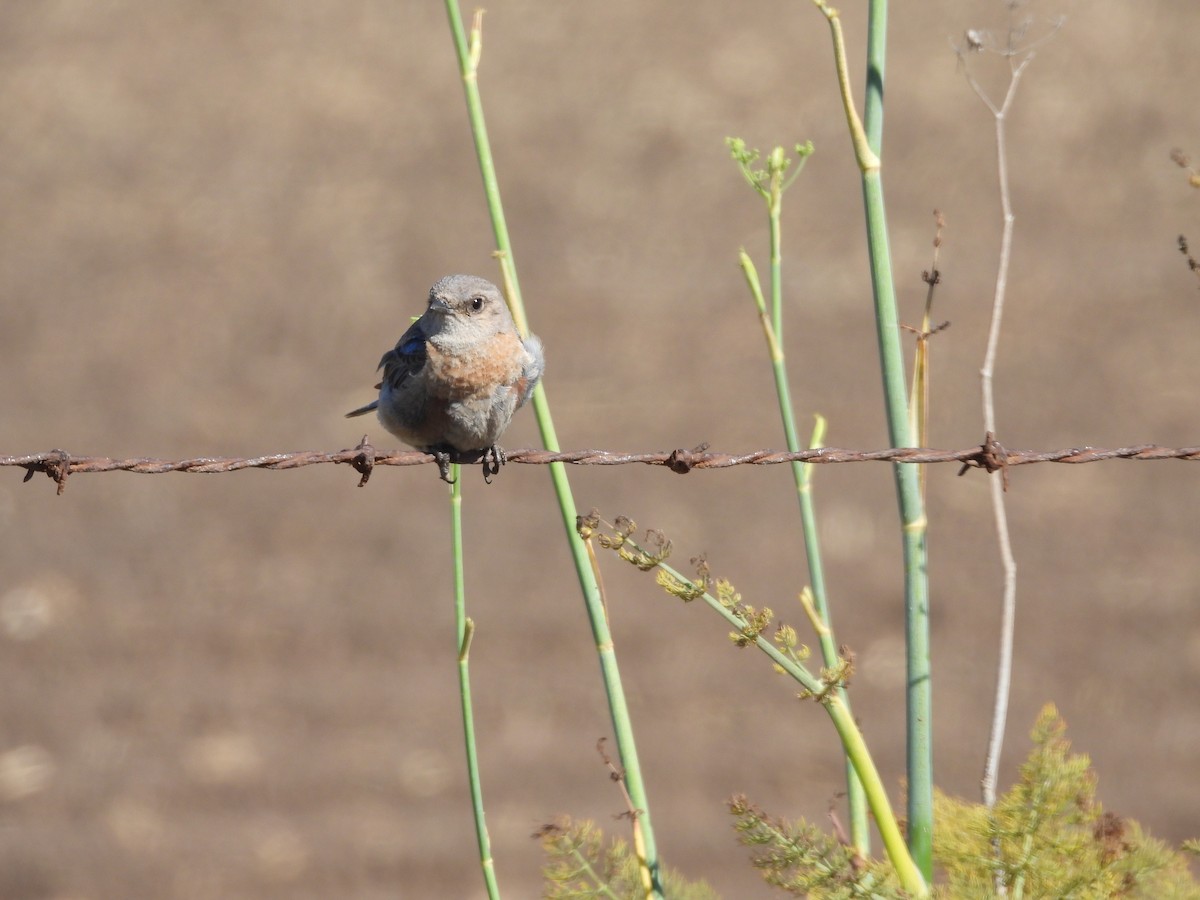 Western Bluebird - ML639399032