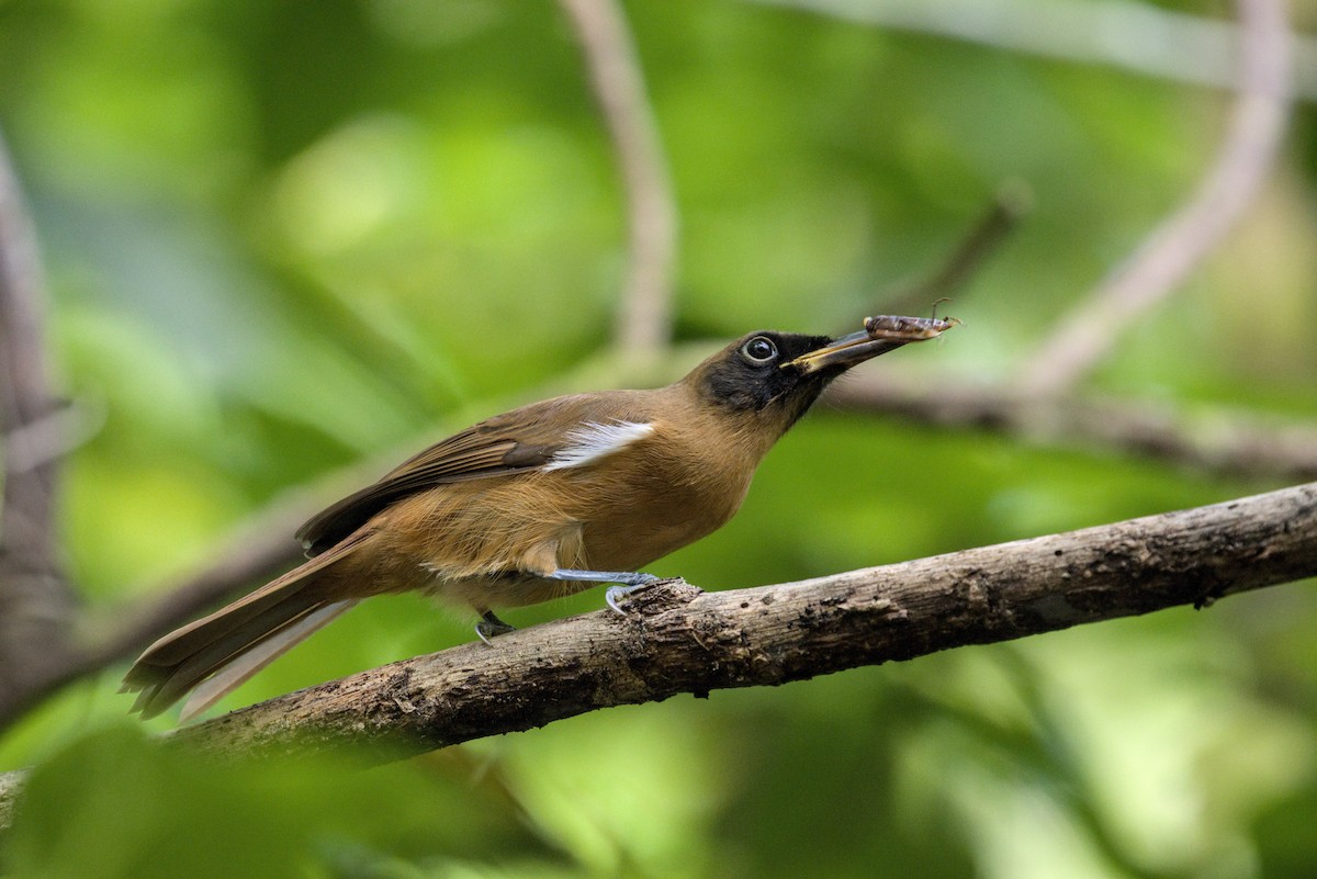 Rennell Shrikebill - ML639399036
