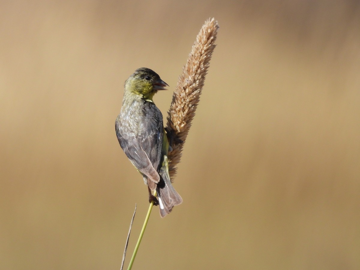 Lesser Goldfinch - ML639399040