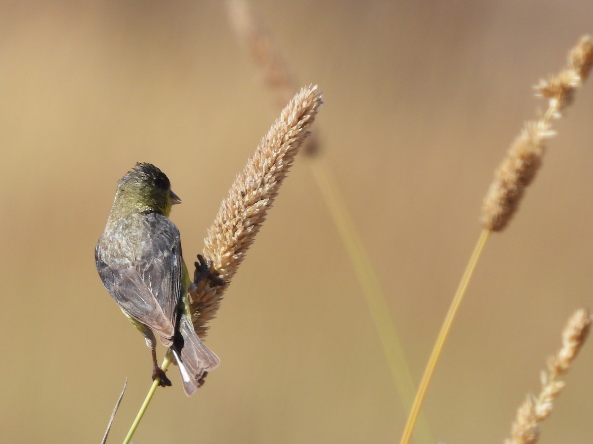 Lesser Goldfinch - ML639399041