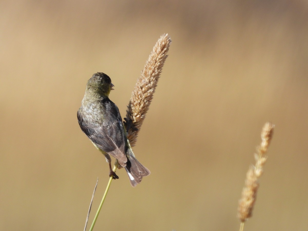 Lesser Goldfinch - ML639399042