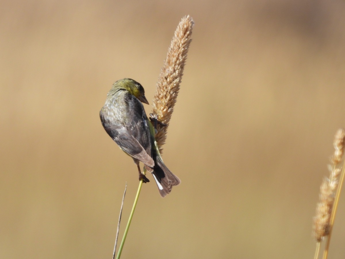 Lesser Goldfinch - ML639399043