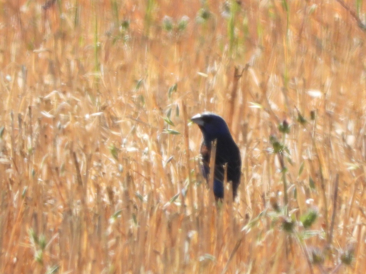 Blue Grosbeak - ML639399047