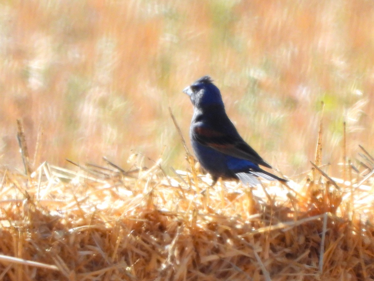 Blue Grosbeak - ML639399048