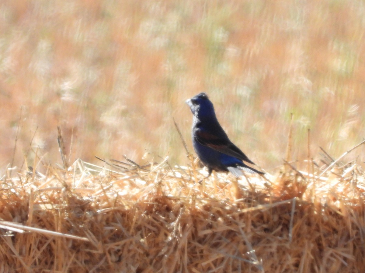 Blue Grosbeak - ML639399049