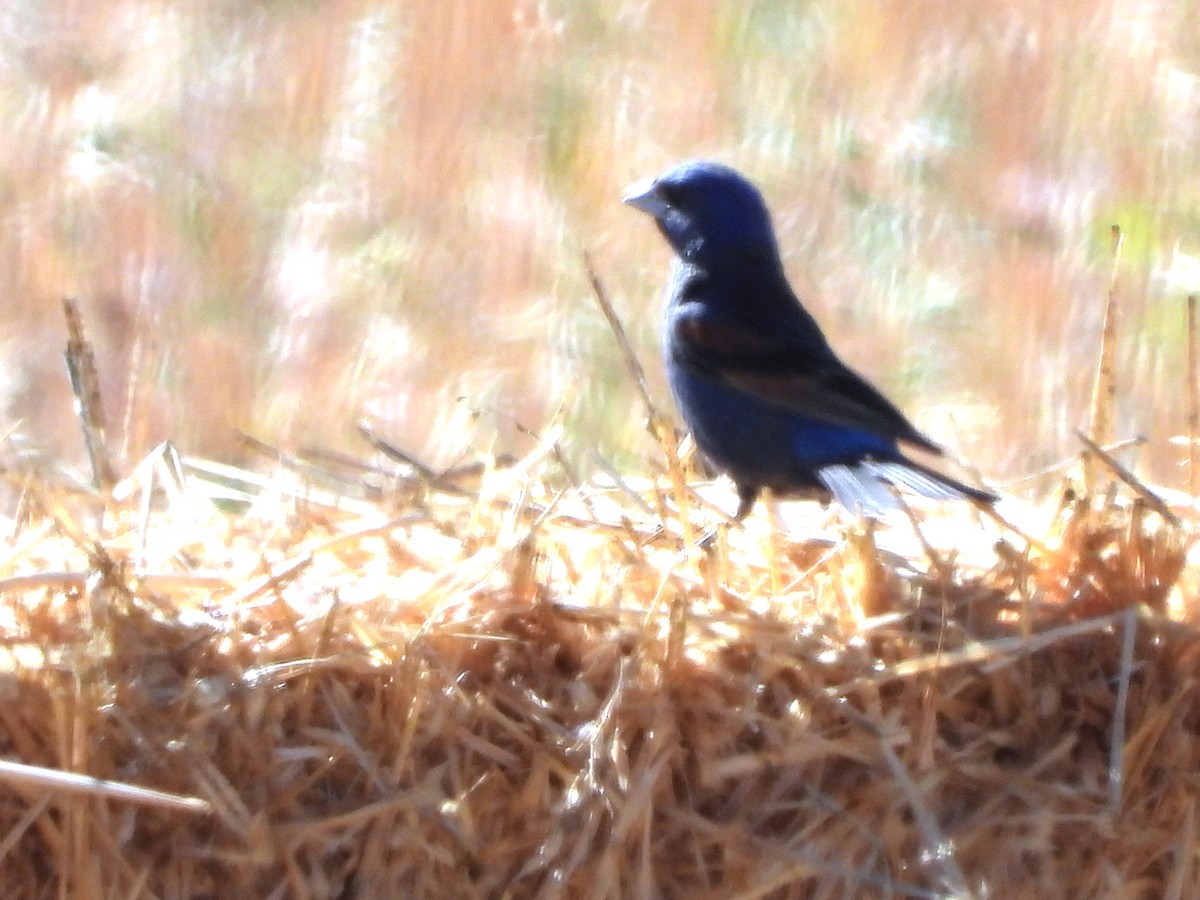 Blue Grosbeak - ML639399050