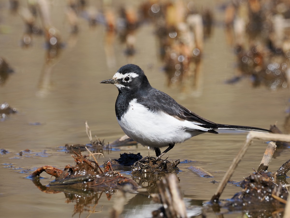 Japanese Wagtail - ML639399076