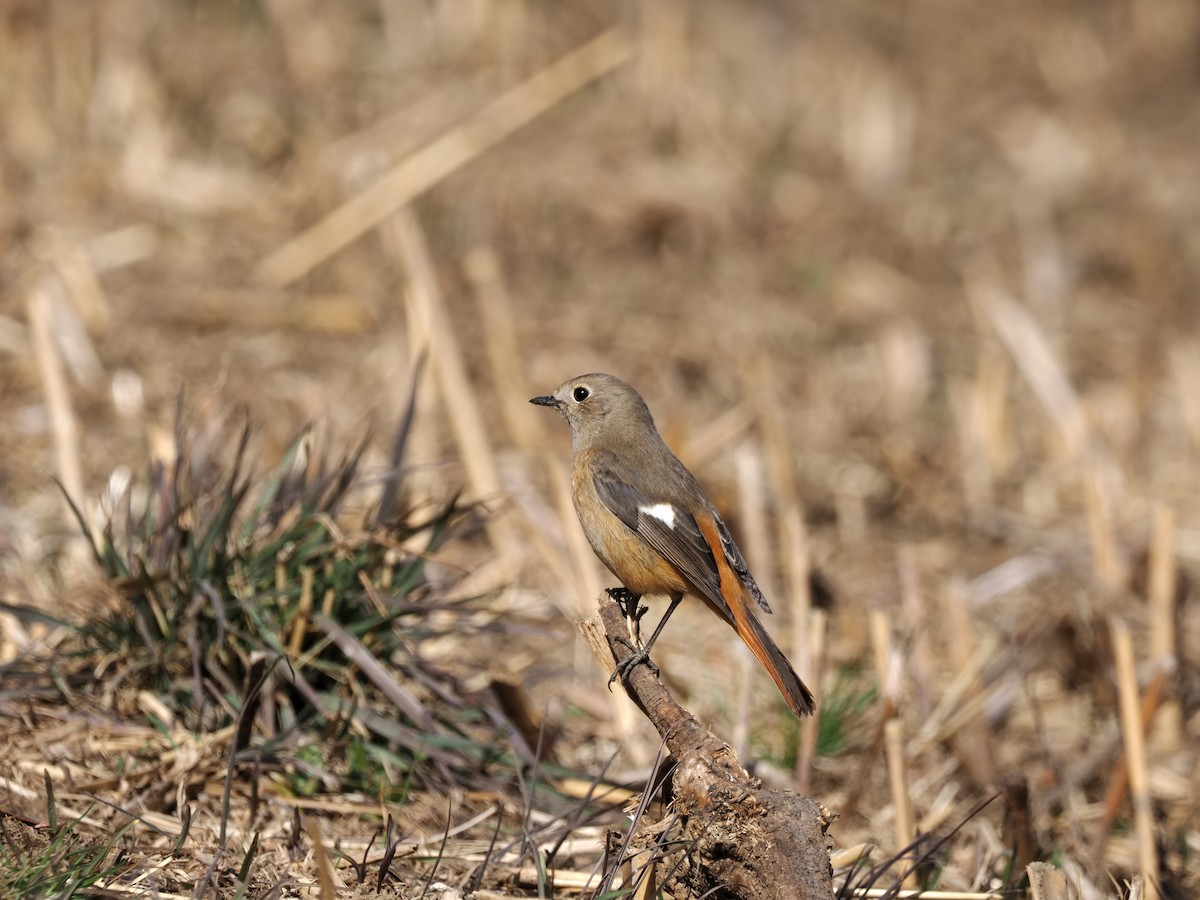 Daurian Redstart - ML639399077