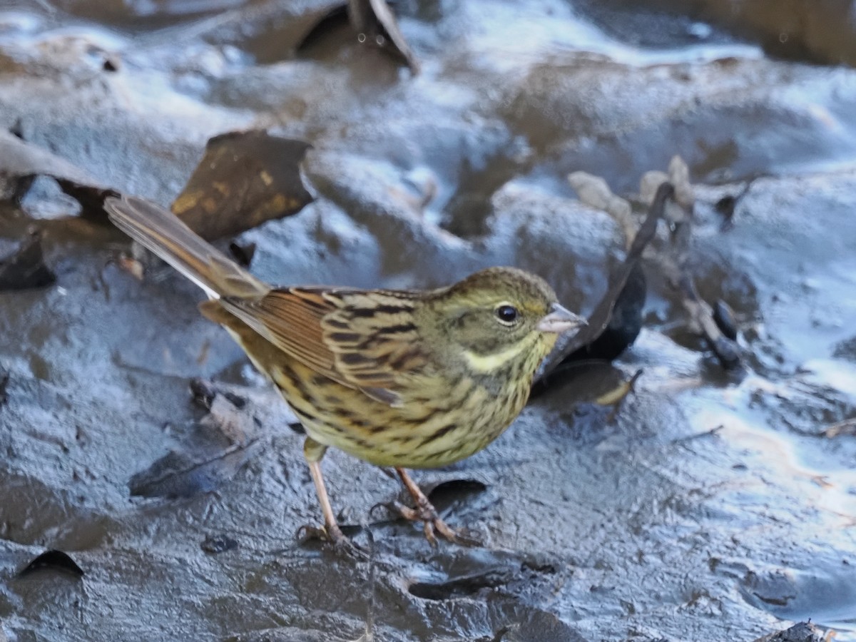 Masked Bunting - ML639399091