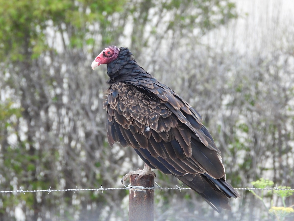 Turkey Vulture - ML639399122