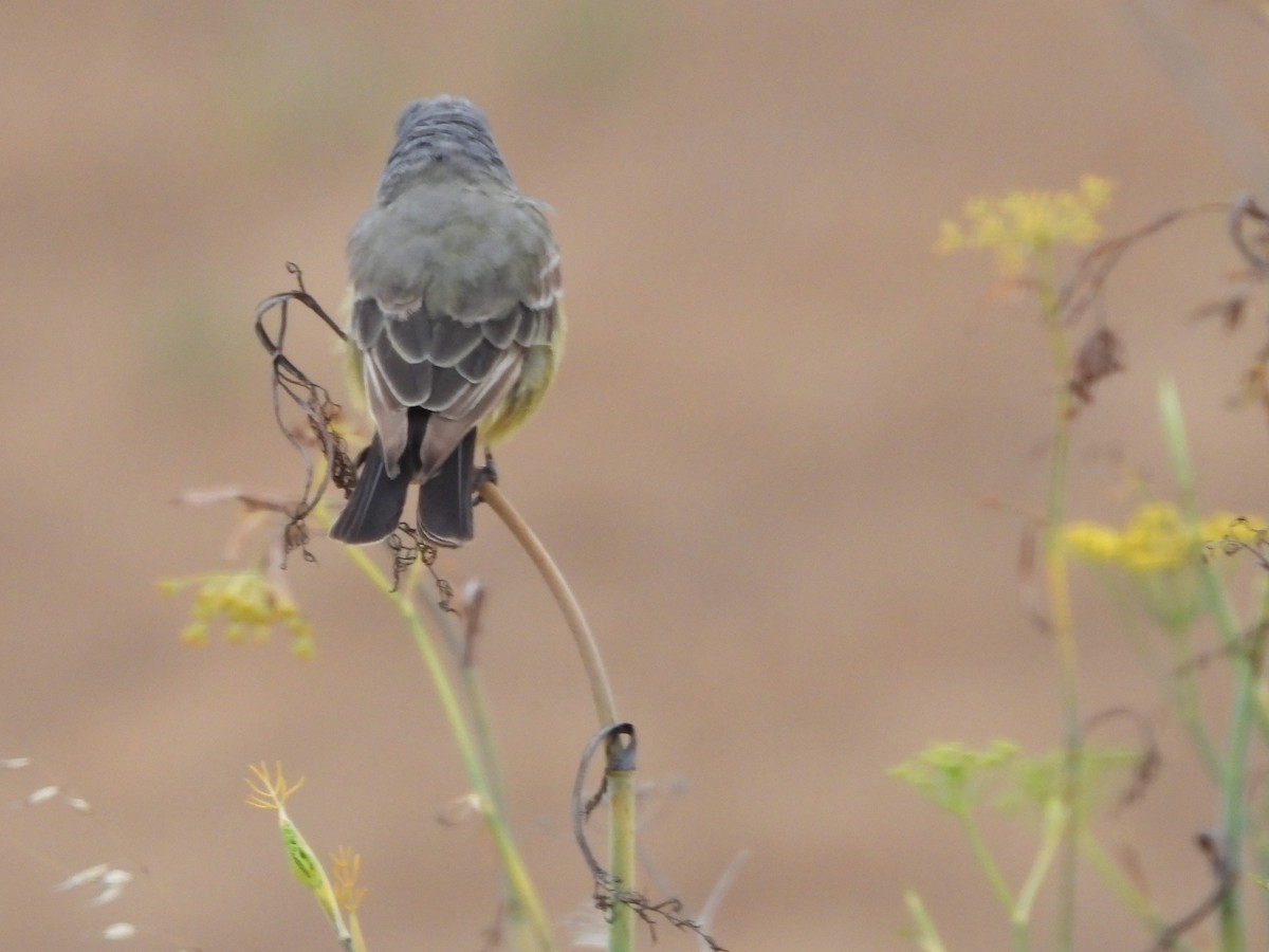 Cassin's Kingbird - ML639399128