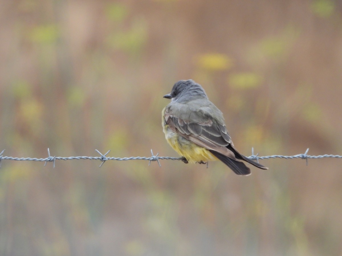 Cassin's Kingbird - ML639399129
