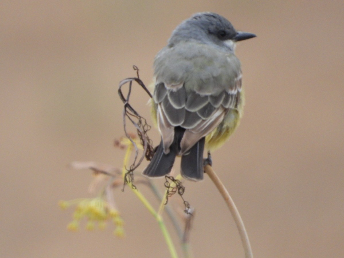 Cassin's Kingbird - ML639399130