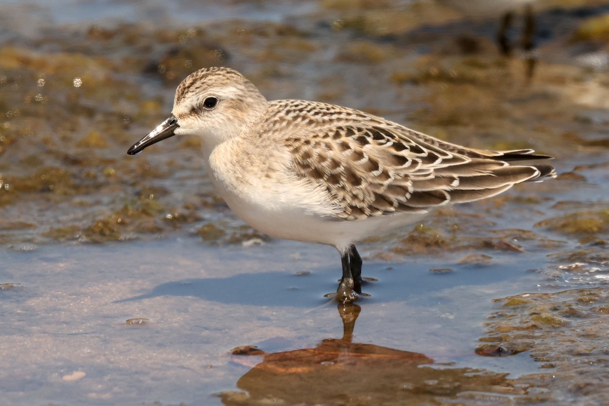 Semipalmated Sandpiper - ML639399143