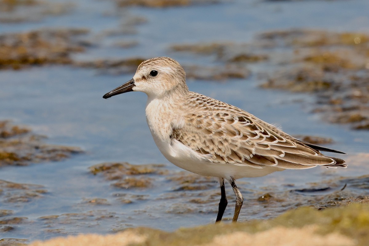 Semipalmated Sandpiper - ML639399144