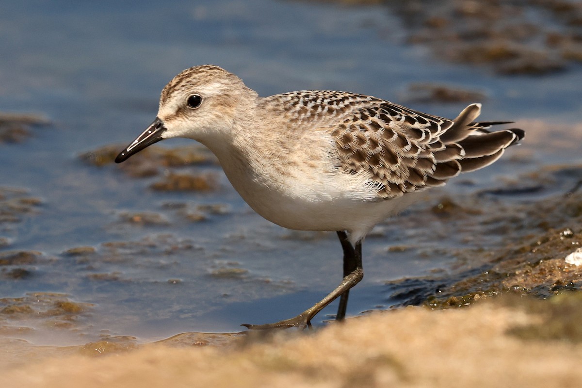Semipalmated Sandpiper - ML639399145
