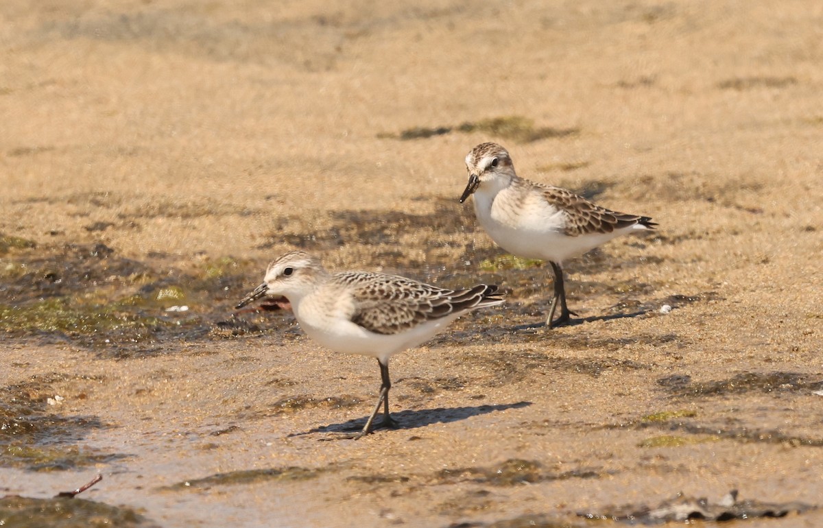 Semipalmated Sandpiper - ML639399146