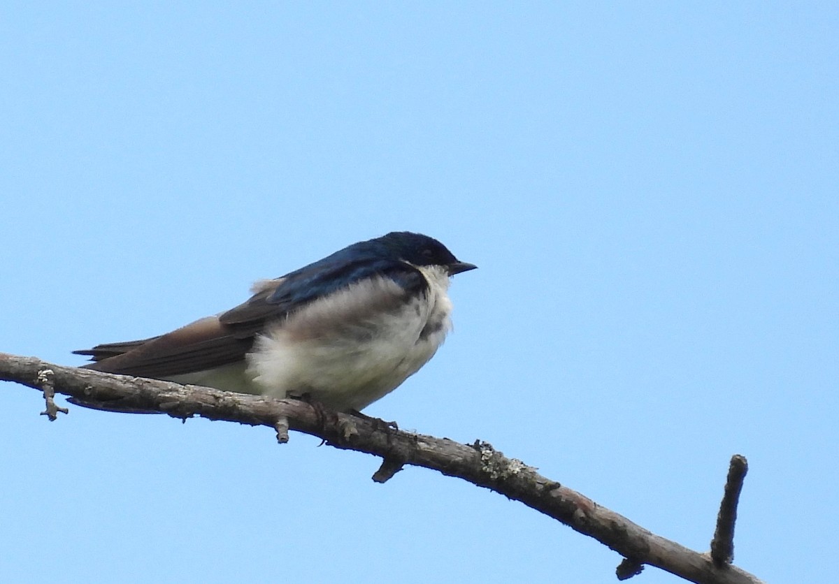 Tree Swallow - ML639399167