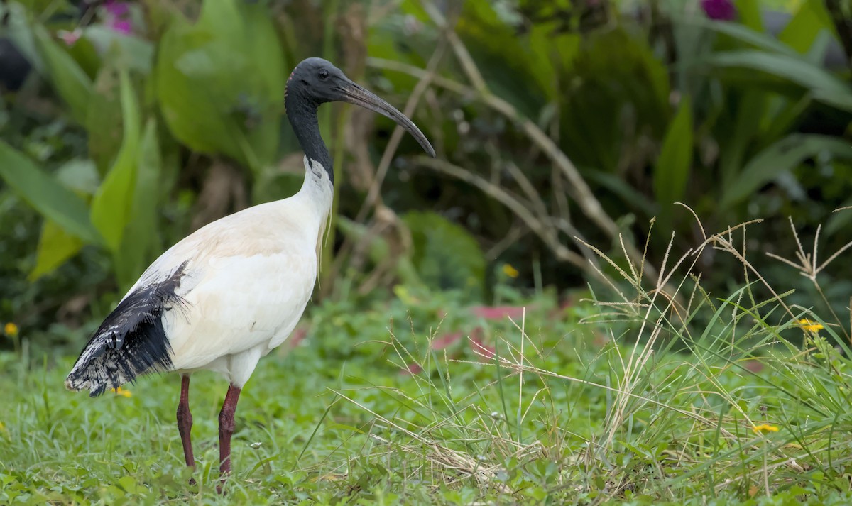 Australian Ibis - ML639399241