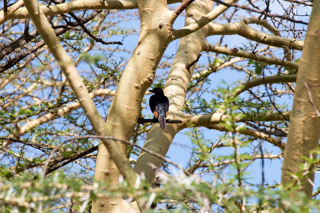 Red-winged Starling - ML63939941