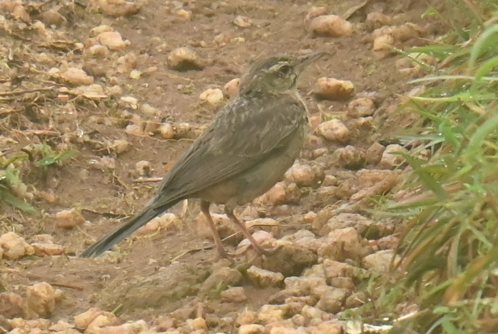 linduška dlouhozobá - ML639399439