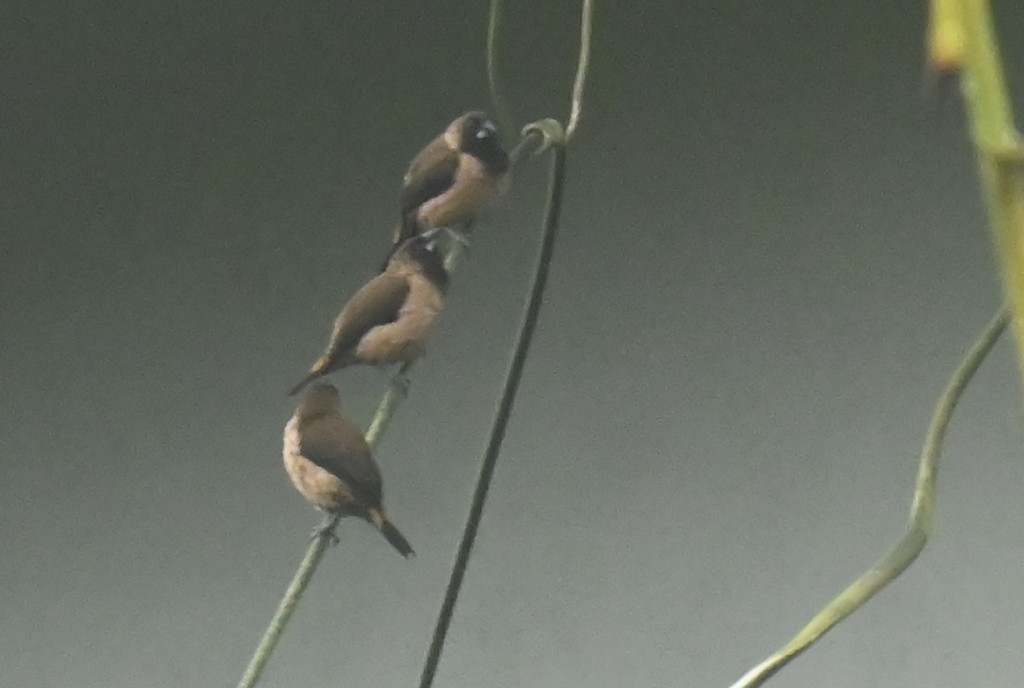 Black-throated Munia - ML639399489
