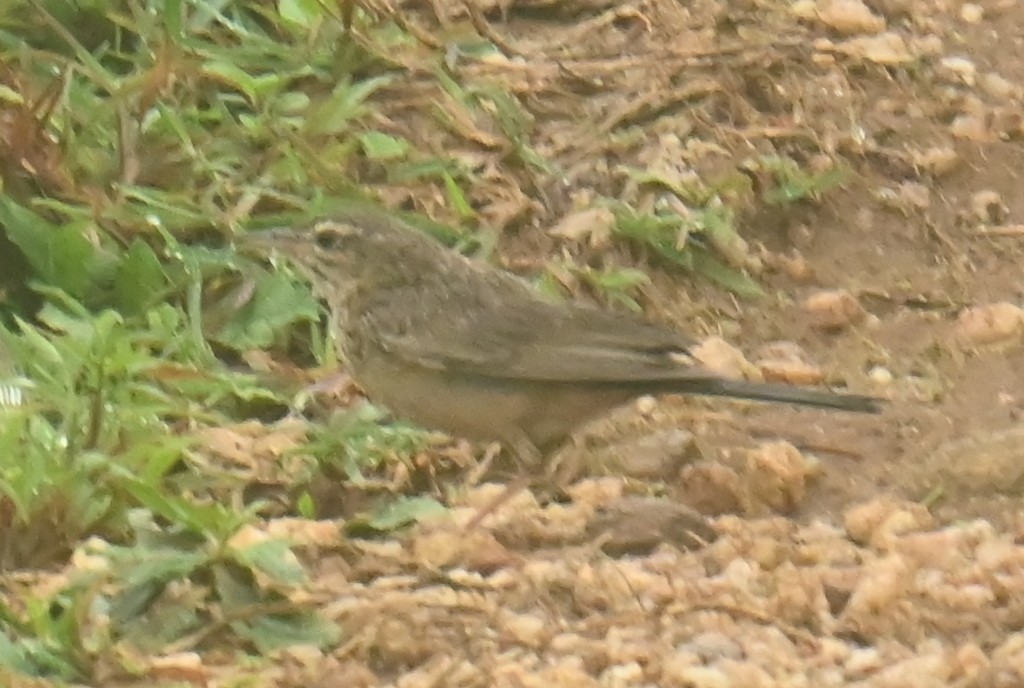 linduška dlouhozobá - ML639399514