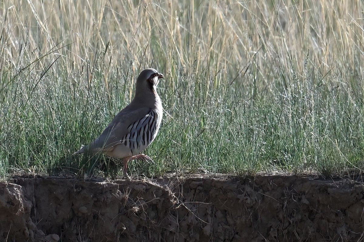 Przevalski's Partridge - ML639399527