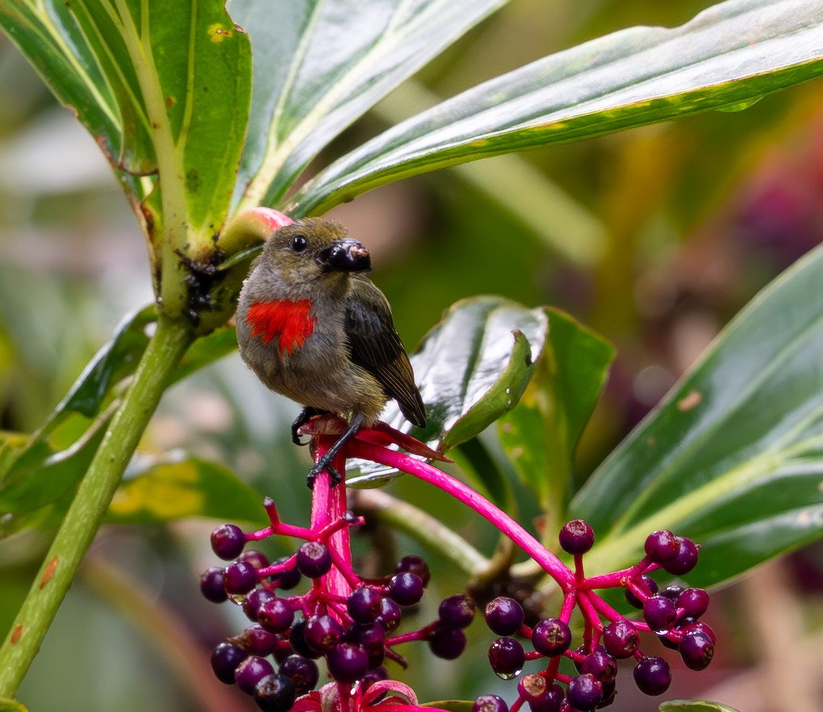 Olive-crowned Flowerpecker - ML639399570
