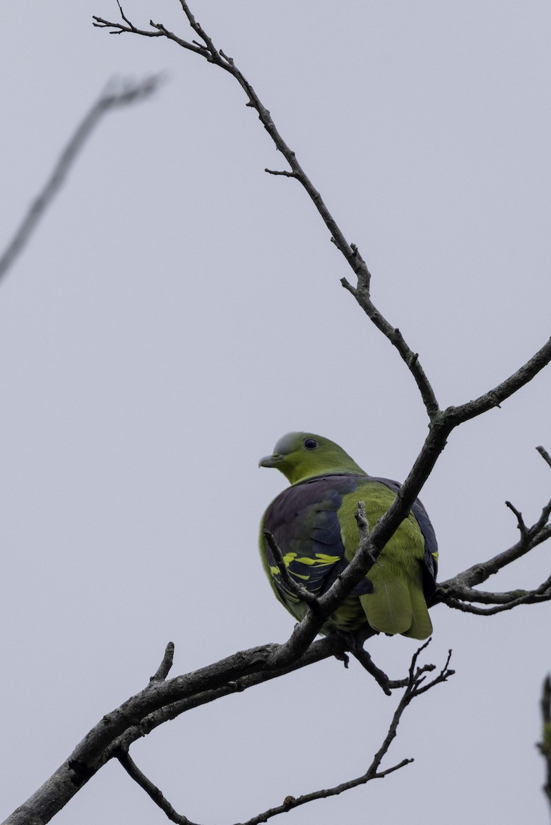 Gray-fronted Green-Pigeon - ML639399582