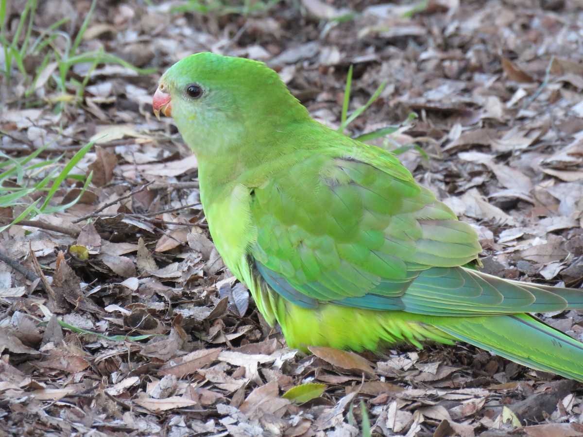 Superb Parrot - ML639399660