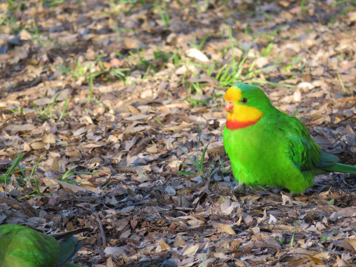 Superb Parrot - ML639399663