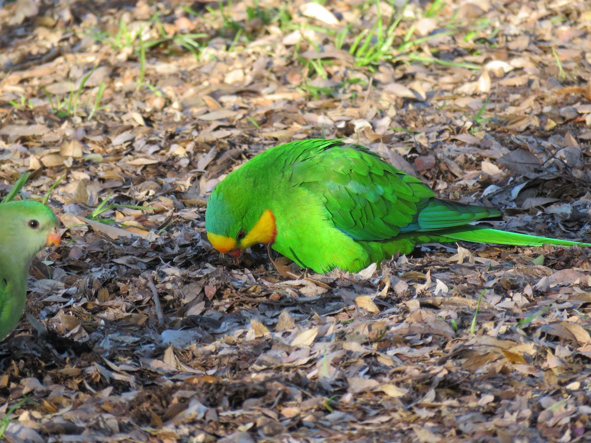 Superb Parrot - ML639399675